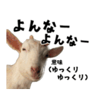 ヤギのすたんぷ 2（個別スタンプ：6）