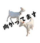 ヤギのすたんぷ 2（個別スタンプ：7）