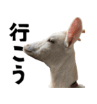 ヤギのすたんぷ 2（個別スタンプ：8）