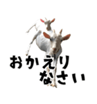 ヤギのすたんぷ 2（個別スタンプ：10）