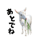 ヤギのすたんぷ 2（個別スタンプ：11）