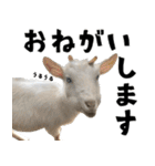 ヤギのすたんぷ 2（個別スタンプ：12）