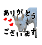 ヤギのすたんぷ 2（個別スタンプ：13）