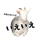 ヤギのすたんぷ 2（個別スタンプ：14）