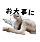 ヤギのすたんぷ 2（個別スタンプ：15）