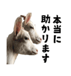 ヤギのすたんぷ 2（個別スタンプ：16）