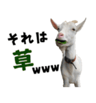 ヤギのすたんぷ 2（個別スタンプ：20）