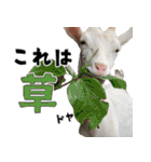 ヤギのすたんぷ 2（個別スタンプ：21）