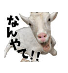 ヤギのすたんぷ 2（個別スタンプ：23）