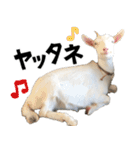 ヤギのすたんぷ 2（個別スタンプ：26）
