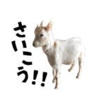 ヤギのすたんぷ 2（個別スタンプ：27）