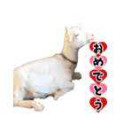 ヤギのすたんぷ 2（個別スタンプ：28）
