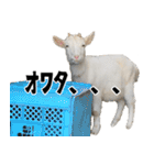 ヤギのすたんぷ 2（個別スタンプ：31）