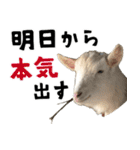 ヤギのすたんぷ 2（個別スタンプ：33）