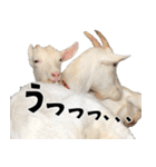 ヤギのすたんぷ 2（個別スタンプ：38）