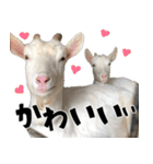 ヤギのすたんぷ 2（個別スタンプ：40）