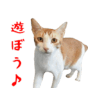 猫ミーム✨ハッピーな猫のなかま達（個別スタンプ：7）