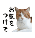 猫ミーム✨ハッピーな猫のなかま達（個別スタンプ：11）