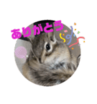 みんなと一緒 17（個別スタンプ：5）