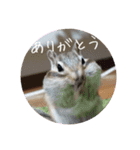 みんなと一緒 17（個別スタンプ：8）