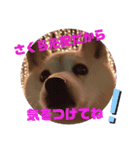 みんなと一緒 17（個別スタンプ：13）