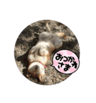 みんなと一緒 17（個別スタンプ：15）