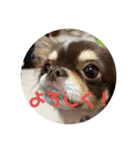 犬三昧ver19（個別スタンプ：1）