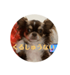 犬三昧ver19（個別スタンプ：3）