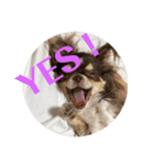 犬三昧ver19（個別スタンプ：4）
