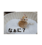 猫まじ顔スタンプ（個別スタンプ：20）