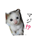 ニャンワン シリーズ（個別スタンプ：2）