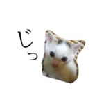 ニャンワン シリーズ（個別スタンプ：3）