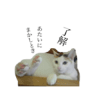 ニャンワン シリーズ（個別スタンプ：14）