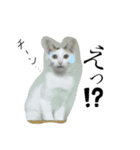 ニャンワン シリーズ（個別スタンプ：20）