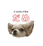こにースタンプ①（個別スタンプ：3）