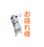 こにースタンプ①（個別スタンプ：4）