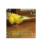 セキセイインコのスタンプ その9（個別スタンプ：1）