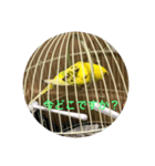 セキセイインコのスタンプ その9（個別スタンプ：2）