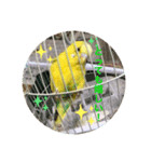 セキセイインコのスタンプ その9（個別スタンプ：3）