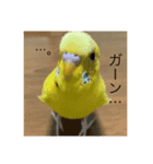 セキセイインコのスタンプ その9（個別スタンプ：5）