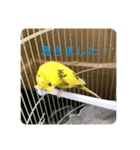 セキセイインコのスタンプ その9（個別スタンプ：6）