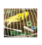 セキセイインコのスタンプ その9（個別スタンプ：7）