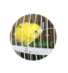 セキセイインコのスタンプ その9（個別スタンプ：8）