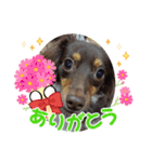 いぬころもち（個別スタンプ：2）