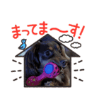 いぬころもち（個別スタンプ：4）