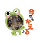いぬころもち（個別スタンプ：11）