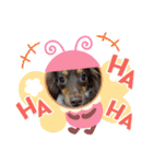 いぬころもち（個別スタンプ：17）