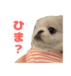 ペキニーズみるくのスタンプ（個別スタンプ：1）