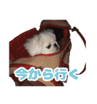 ペキニーズみるくのスタンプ（個別スタンプ：8）