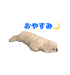 ペキニーズみるくのスタンプ（個別スタンプ：12）
